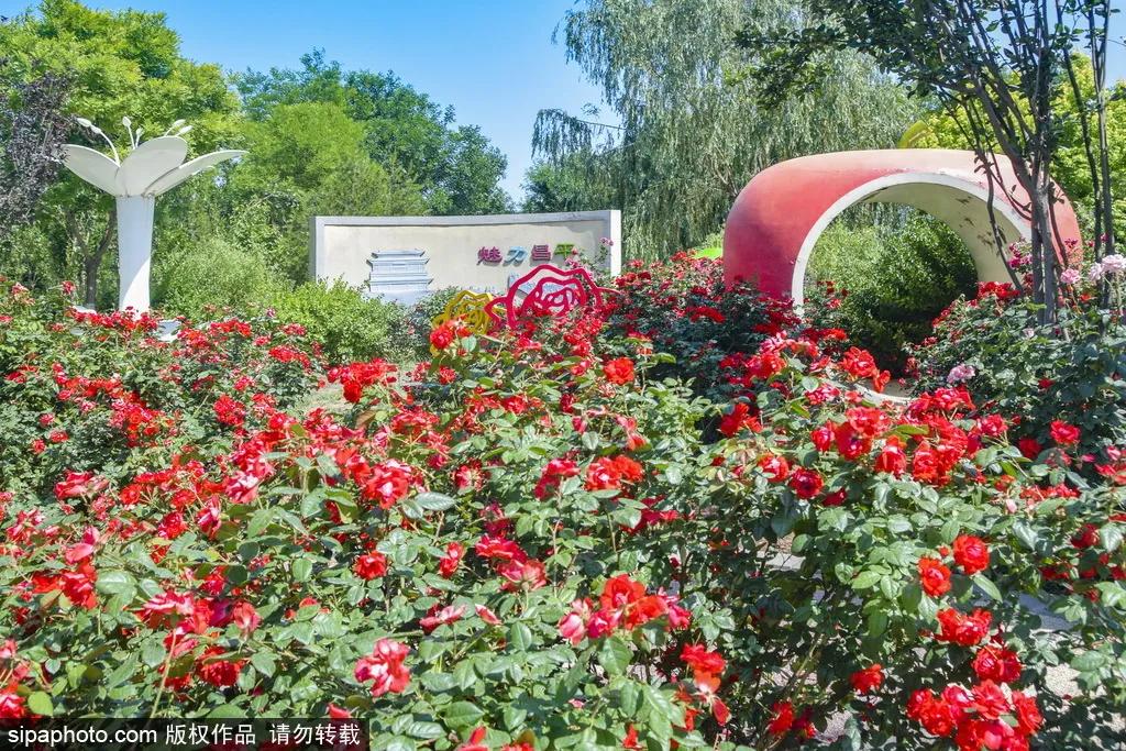 全球最美十大花海美到令人心醉,全球最漂亮花海