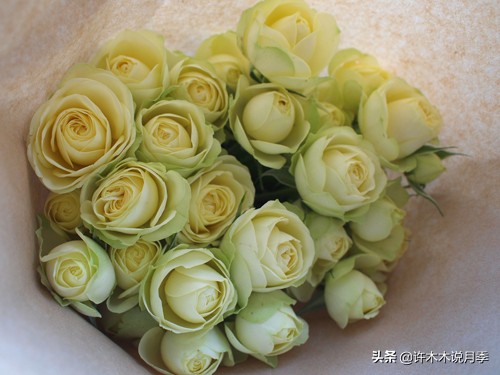 推荐一下多头月季花,100种月季品种大全