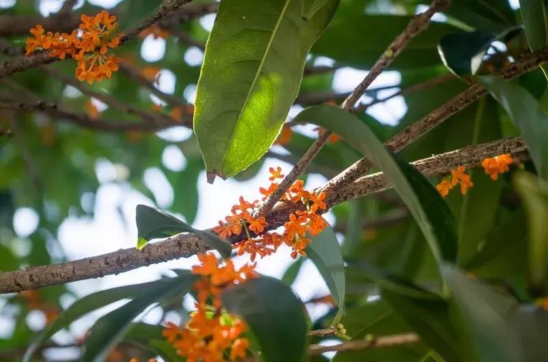 桂花哪个品种好养易活一点,四季桂花开花最香的品种