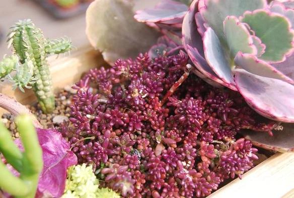 紫米粒多肉的养护方法,多肉紫雾小苗怎么扦插