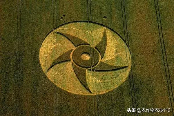 艺术与农业的饕餮盛宴,艺术与农产品结合的创新之处