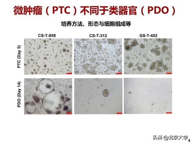 治疗癌症的重大突破科研成果,治疗癌症新药重大突破辟谣