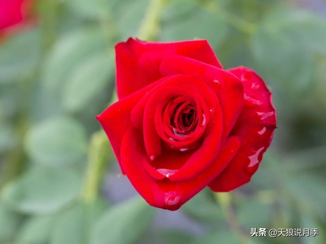 怦然心动的万人迷月季,原来从它而来(终篇)