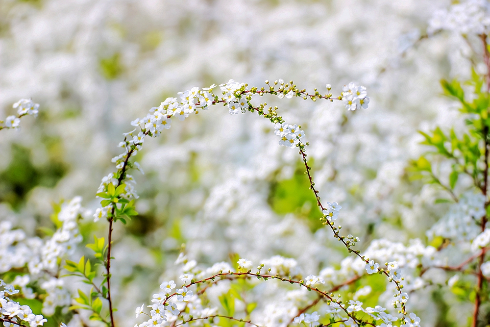 上海世博文化公园有梨花开吗,上海园林文化公园