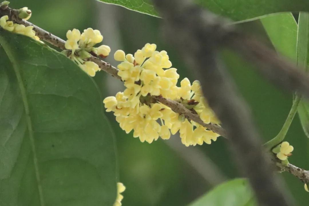 秋分来了,今天有个重要的节日!杭州何时入秋?警惕“秋老虎”