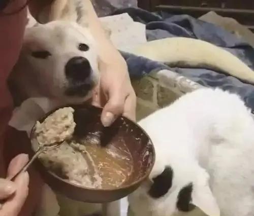 从小养大的狗狗是不是把你当妈妈,不敢相信亲手养大的狗