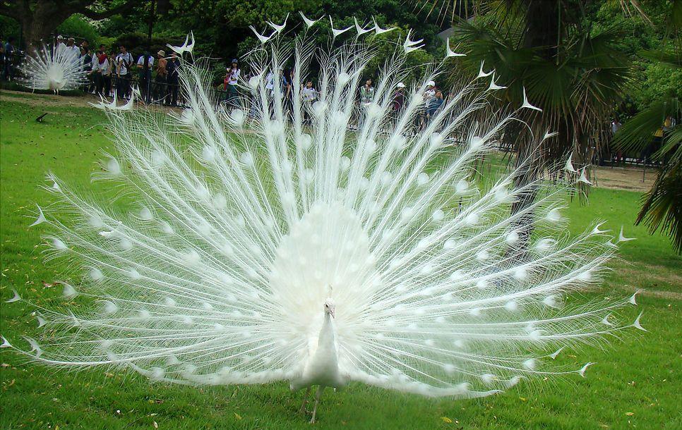 东江揽胜,惠州淡水常见鸟类图谱