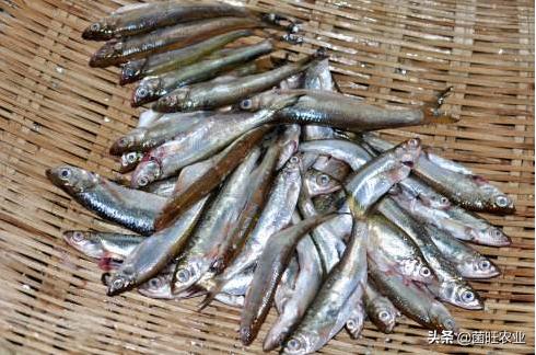 猫吃的烤箱小鱼干烘干的正确方法,淡水小鱼干自然晾干和烘干的区别