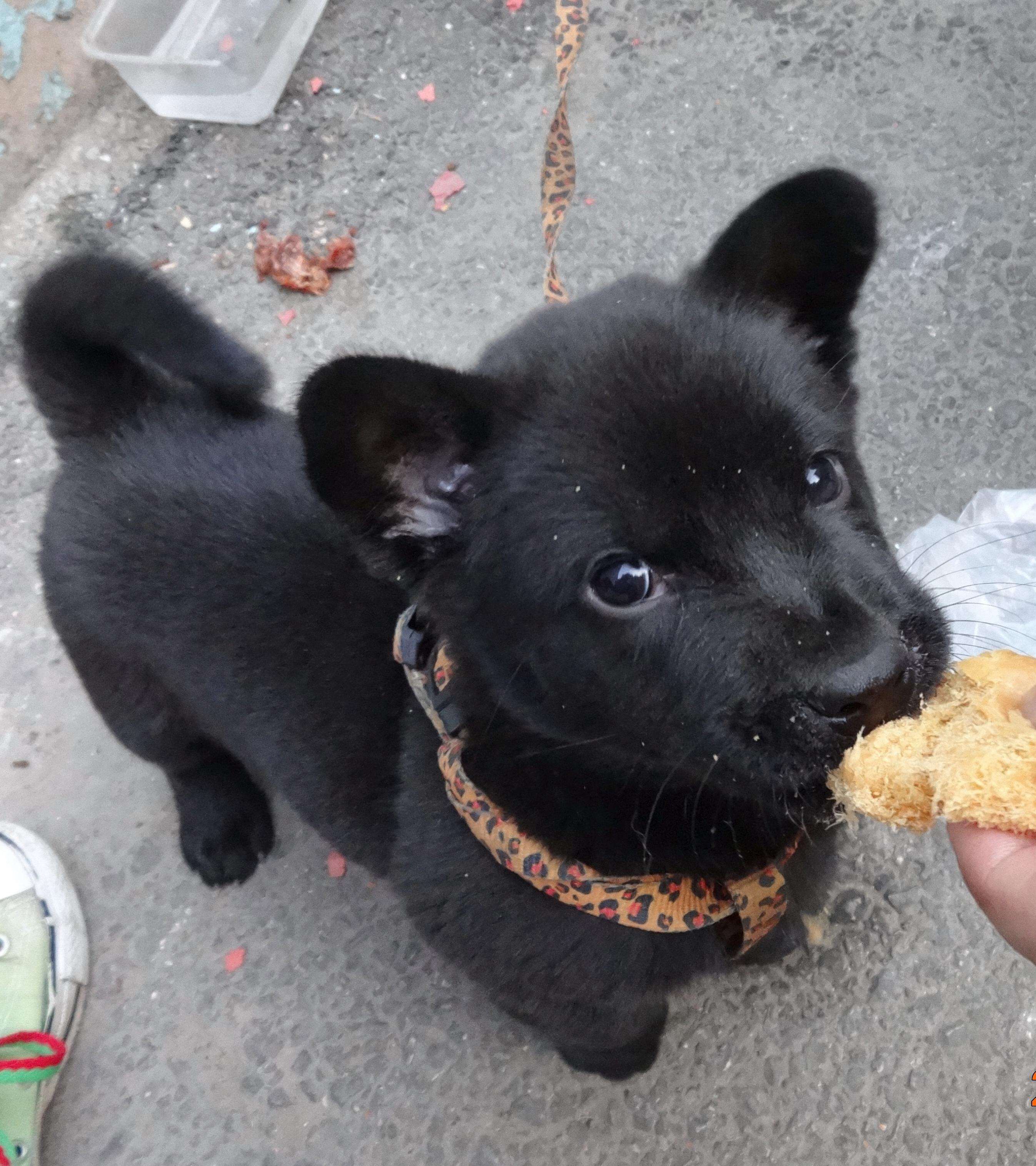 为什么养狗的人很脏,为什么养狗的人会让别人感到讨厌