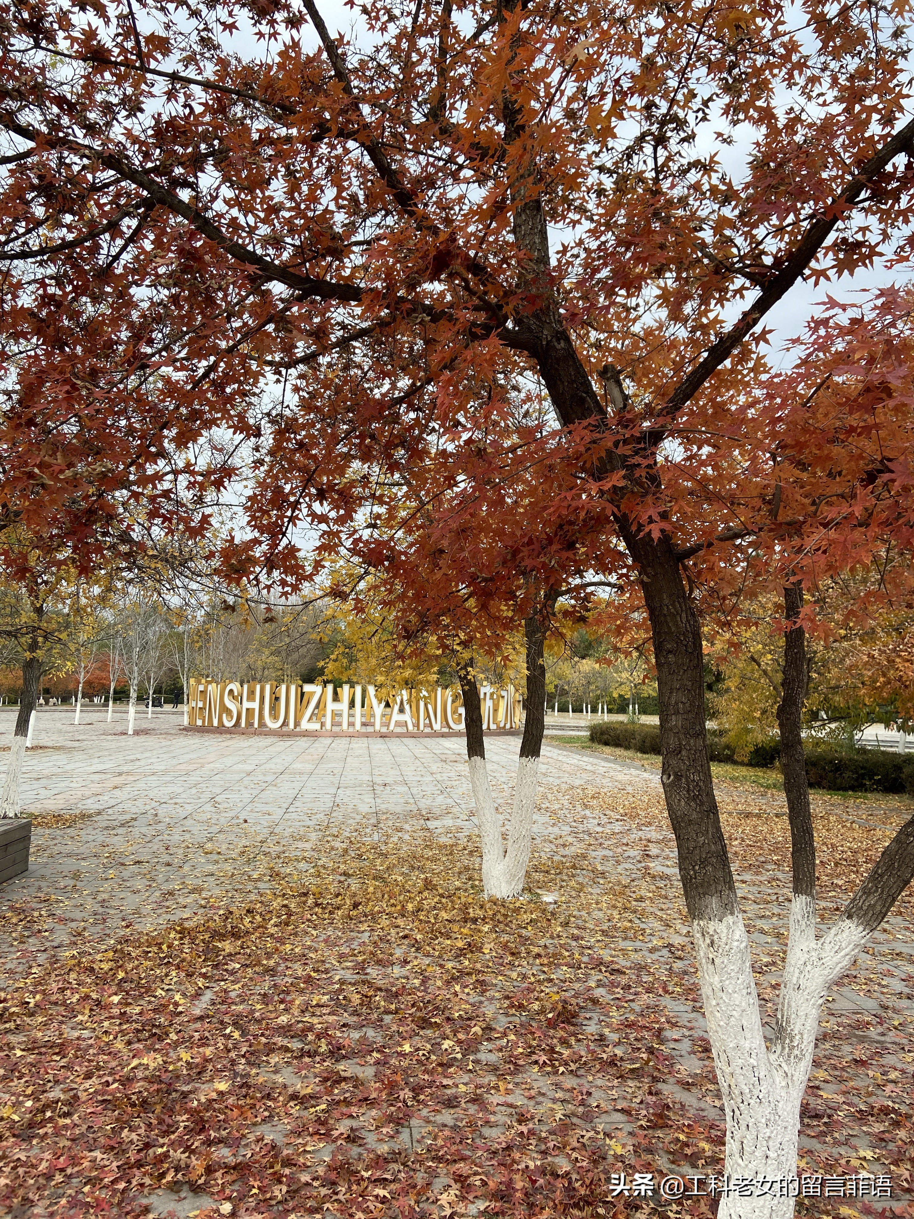沈阳看秋叶好去处,沈阳秋叶
