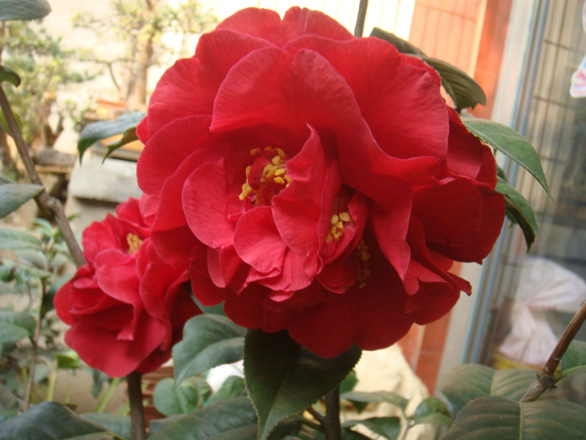 茶花种植土壤怎么配制,茶花不用原土红土栽种要注意什么