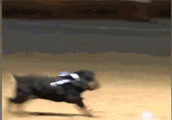 狗狗突然抽搐倒地怎么办,狗狗玩耍时受伤情绪低落