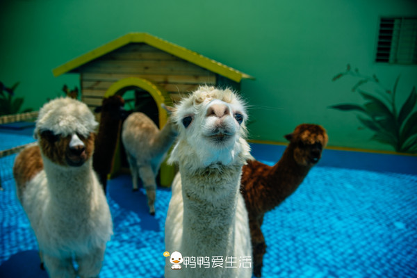 全国唯一真实大海做背景,福建海边这艘“船”里面藏海洋世界!