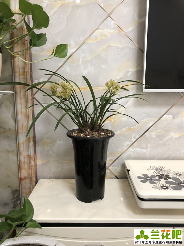 兰花浇水为了达到“润”，在3种花盆上，分享我走的弯路