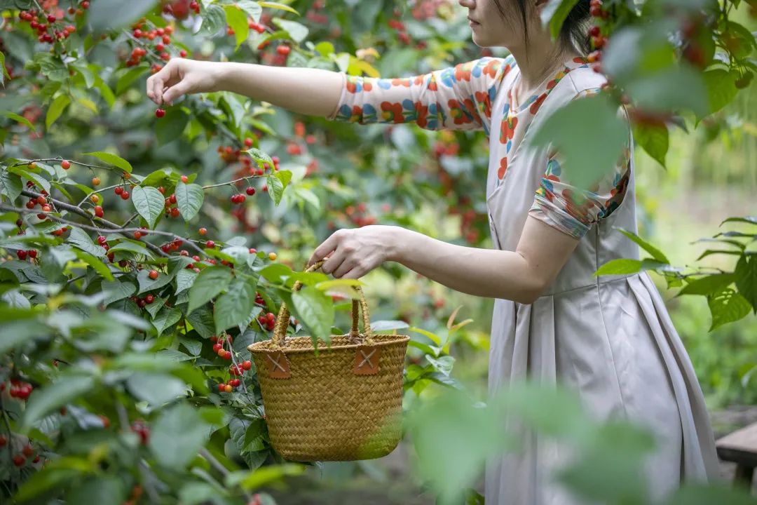 图说樱桃病虫害防治关键技术书籍,樱桃病虫害防治图谱