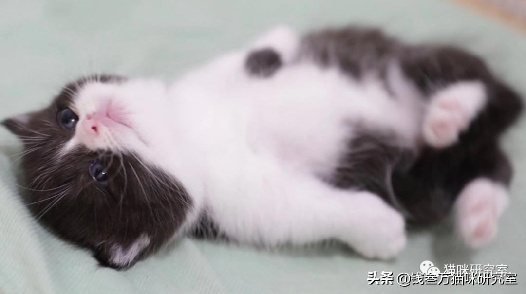 刚生的小猫母猫不在如何照顾,早产没长毛的小猫怎么救活