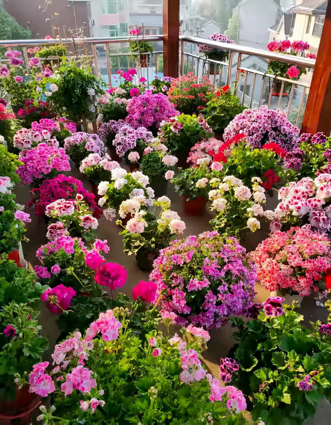 这“38种花”,当你开始收集品种时,你已入坑颇深