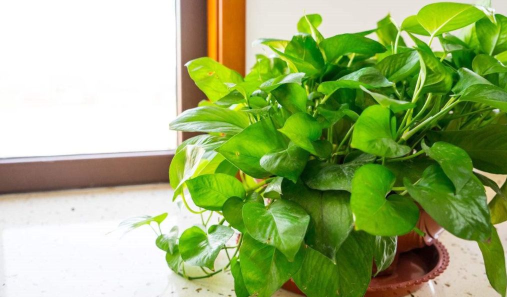 绿萝的叶片出现黑斑，做好这几点，轻松恢复生机
