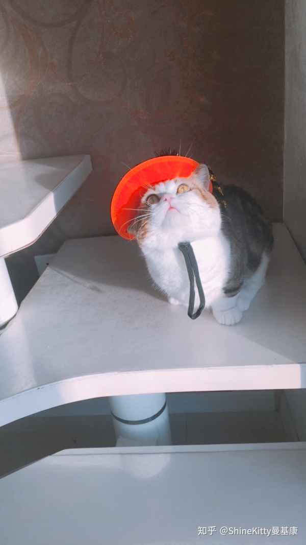 怀孕期间养猫该注意些什么,帮人养猫的话需要注意什么