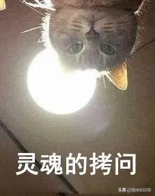 转发给爸妈：养猫到底有啥好？能治病