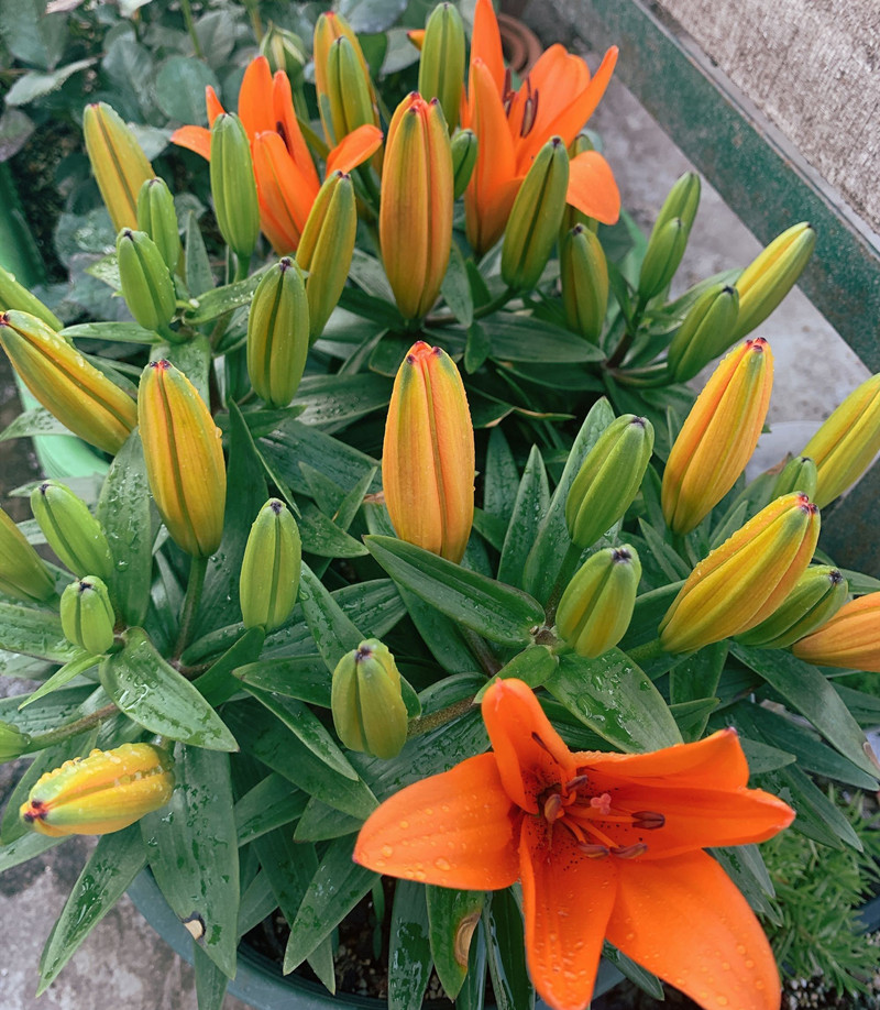 水养百合花苞快速开花,百合花苞期施什么肥