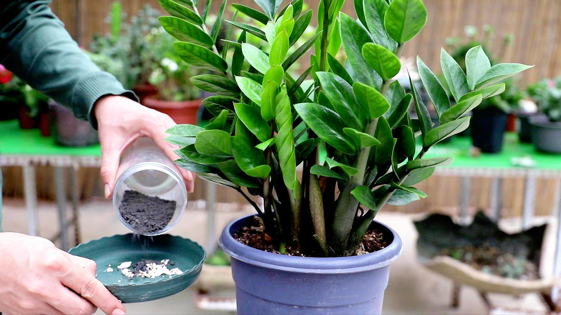 3种“旺财”花，寓意财源滚滚，养一盆，日子越过越舒心