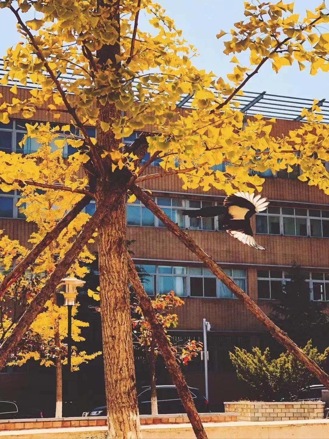 辽宁省高校(三十二)大连外国语大学