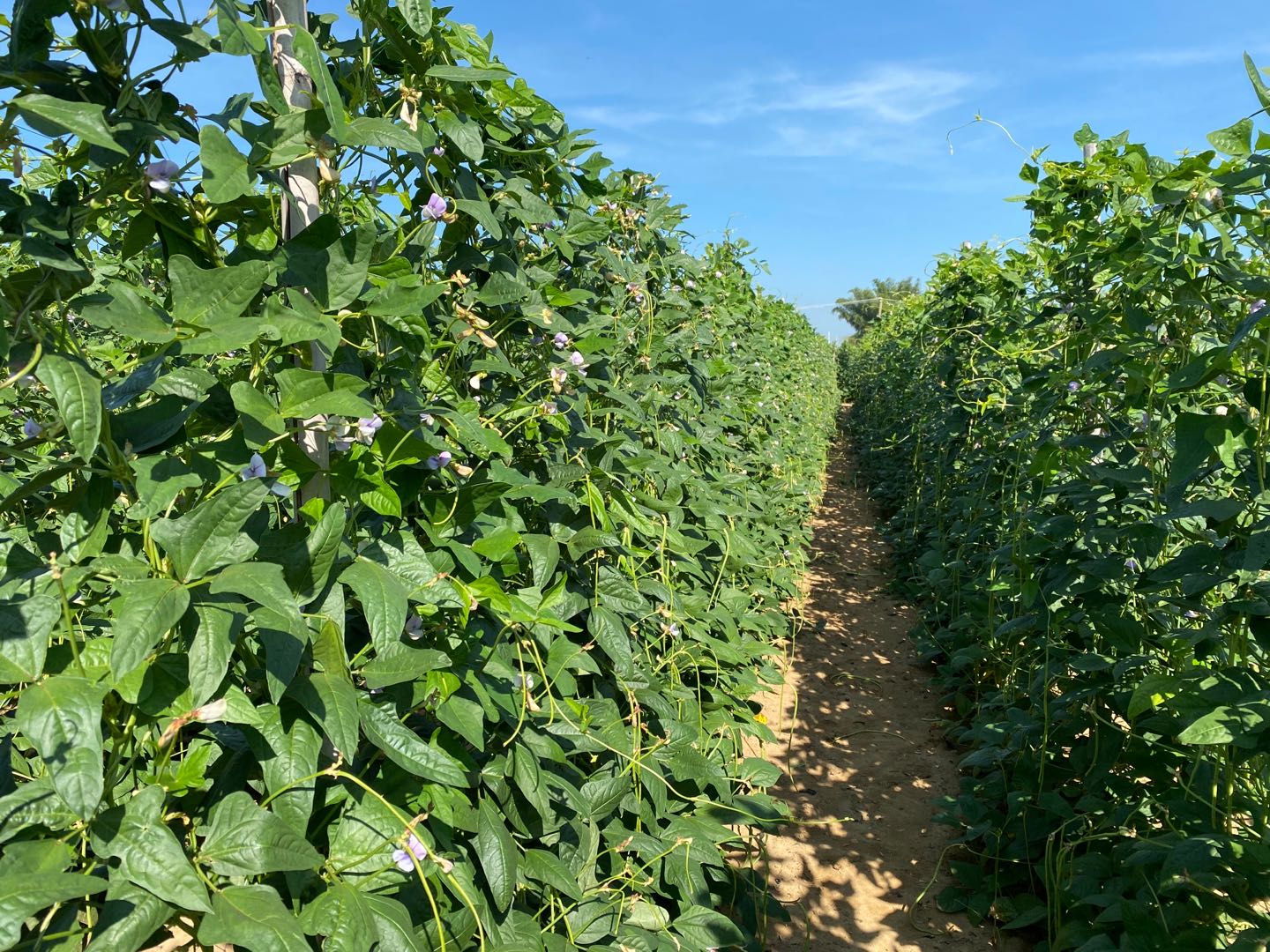 豇豆叶霉和灰霉病一样吗,豇豆叶子发黄什么原因灰霉病