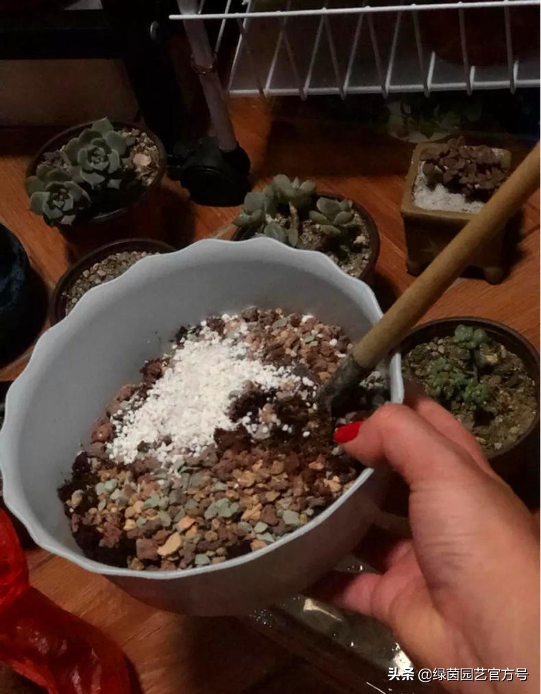 多肉唐印为什么夏天长气根,多肉蒂亚换盆之后出现气根和黄叶