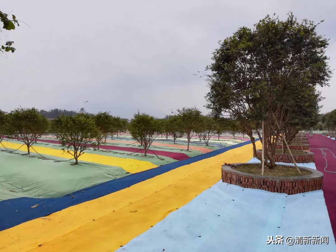 神奇!太平金门有种长在树干上的果子!