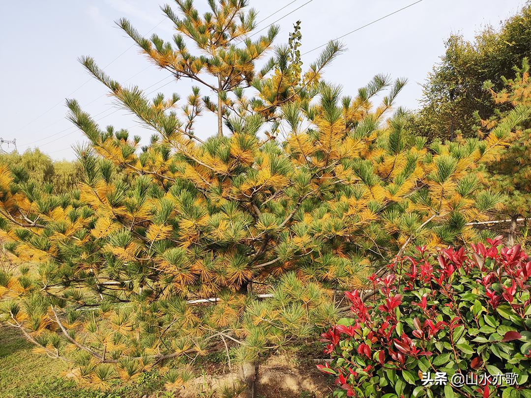 石家庄滹沱河生态区风景如画,石家庄市滹沱河美景