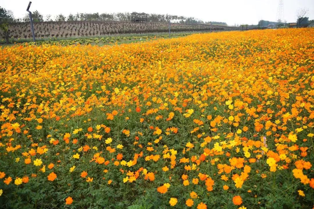 森氧之地,秋游必选!金湖万亩水上森林,真的别有趣味