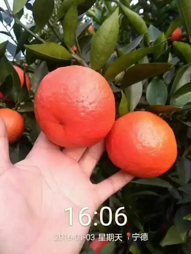 贡桔蜜橘沙糖桔,贡柑沙糖桔