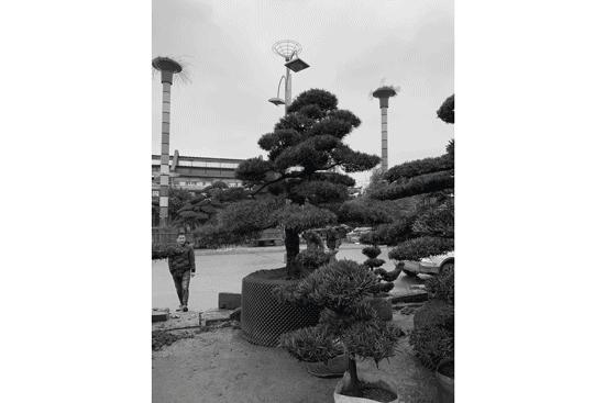 行山栖水，萧然山居|奥克斯·金宸玖和府示范区