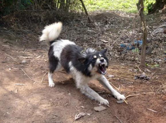 我最难忘的一次过年,一个难忘的光棍节