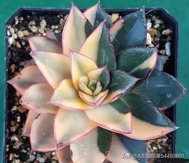 多肉白花韧锦养殖方法,黑王子锦多肉怎么养