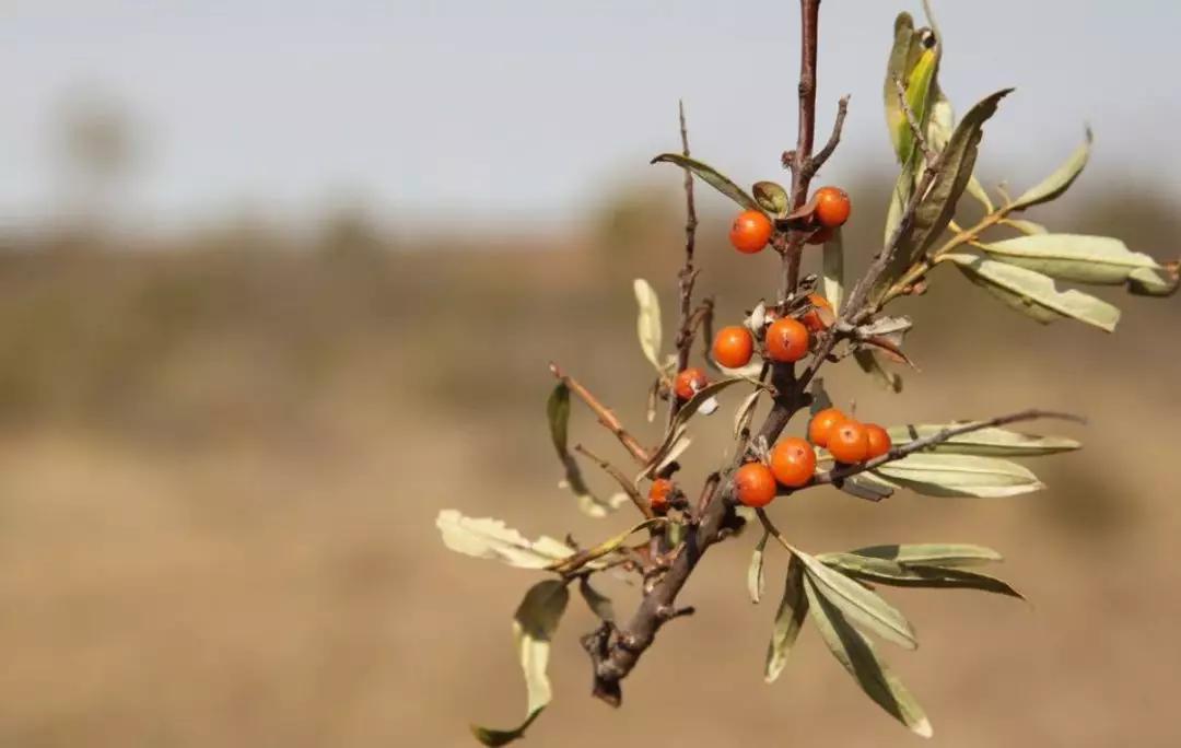 沙棘种植可行性研究报告,沙棘调研