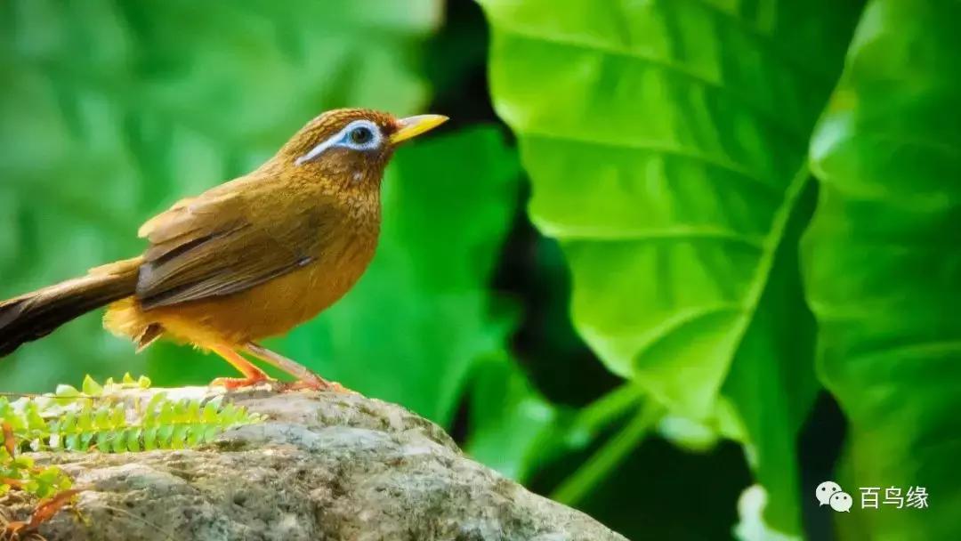 画眉鸟热感冒怎么办,画眉中暑恢复