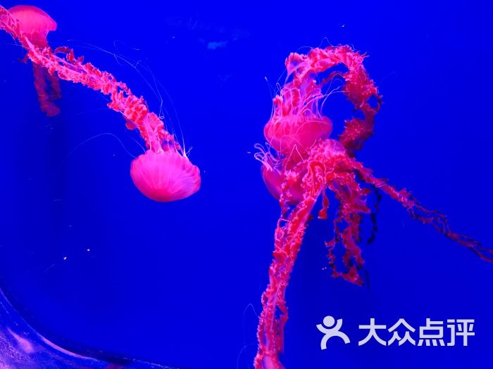 大连老虎滩帆船出海一日游,老虎滩金石滩棒棰岛