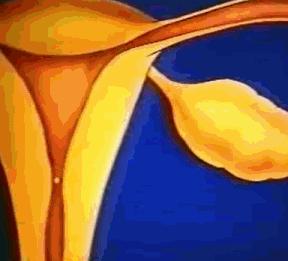 女性体内的神秘“暗线”:竟能支配月经