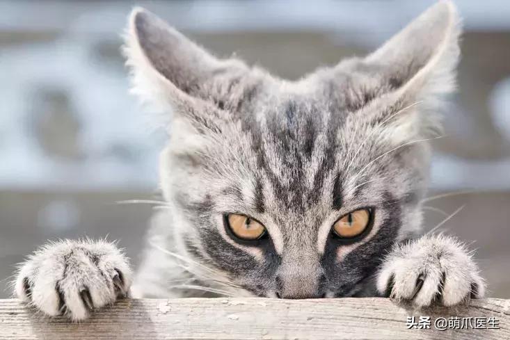 猫咪天天跑去喂鱼,猫咪不吃东西喝汤能喝饱吗