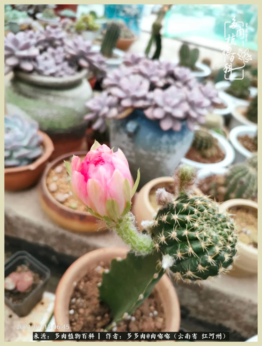 这个春天我们一起去赏花,这个季节我们一起去看花