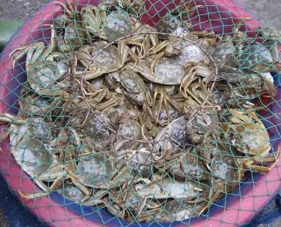 买螃蟹别瞎拿，牢记5个妙招，买的螃蟹个个膏满肉肥，不花冤枉钱