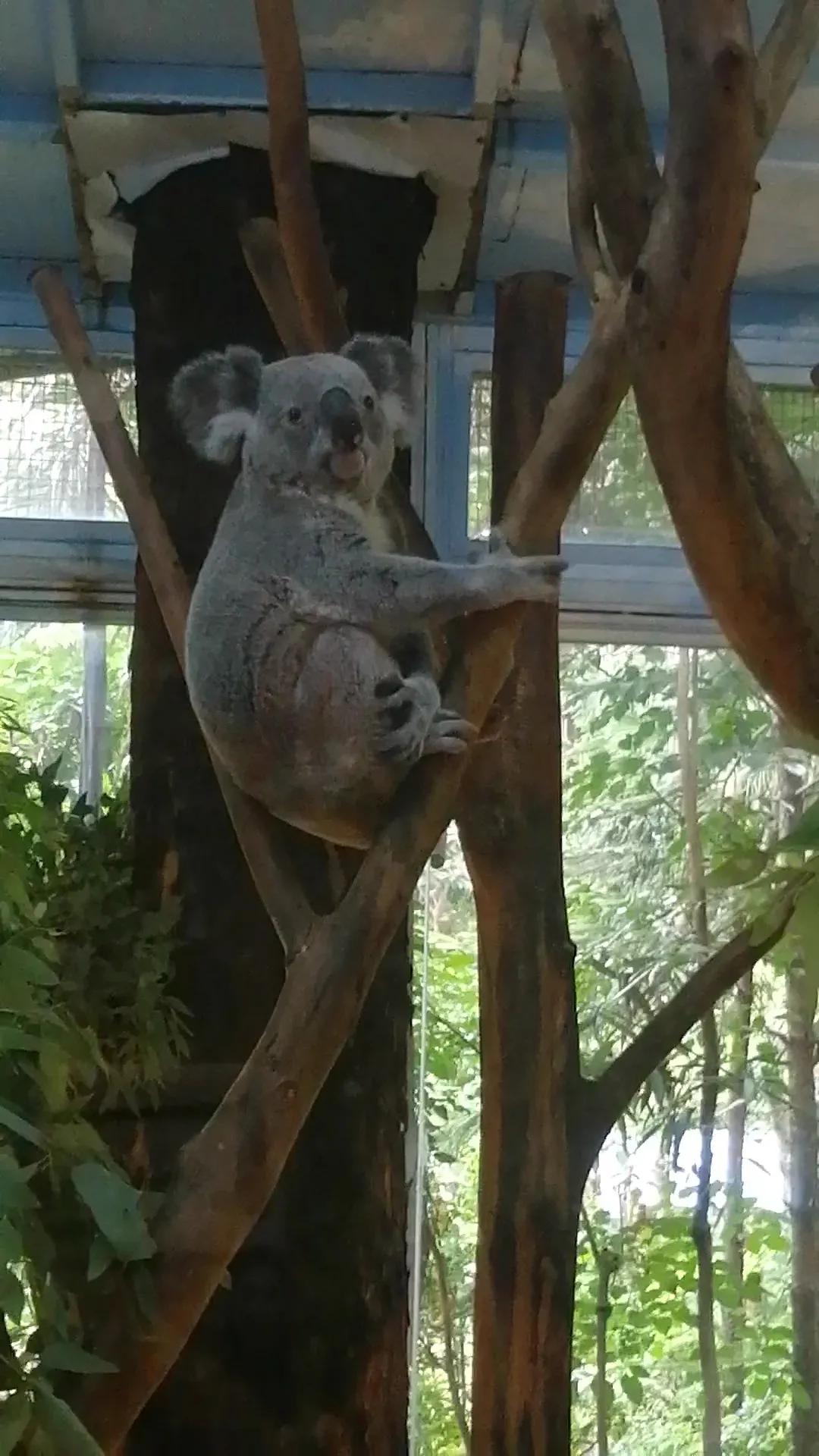长隆野生动物世界广州攻略,长隆野生动物世界攻略南门北门