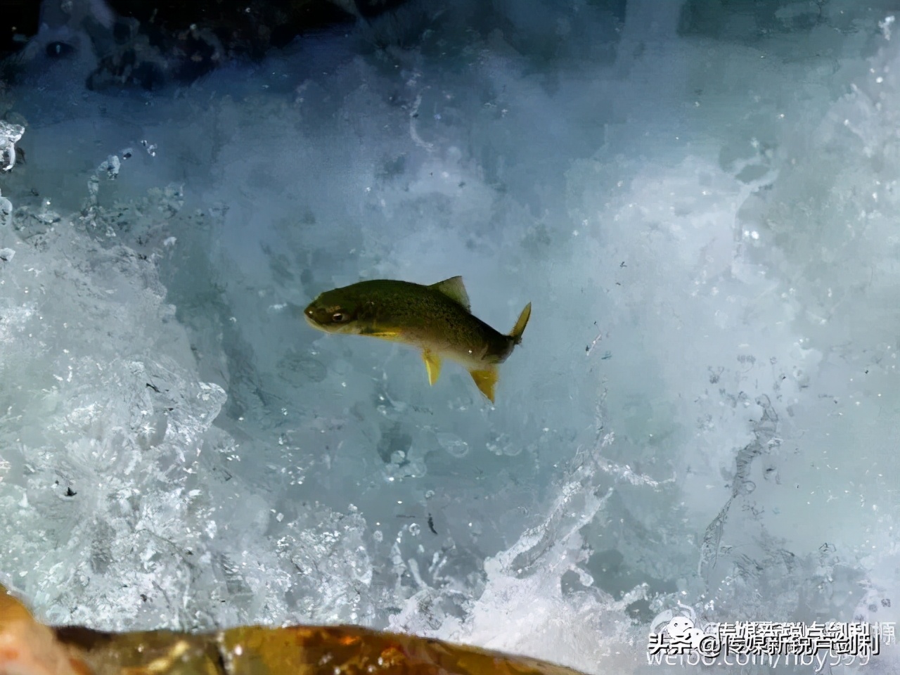秦岭细鳞鲑科普,秦岭细鳞鲑百科介绍