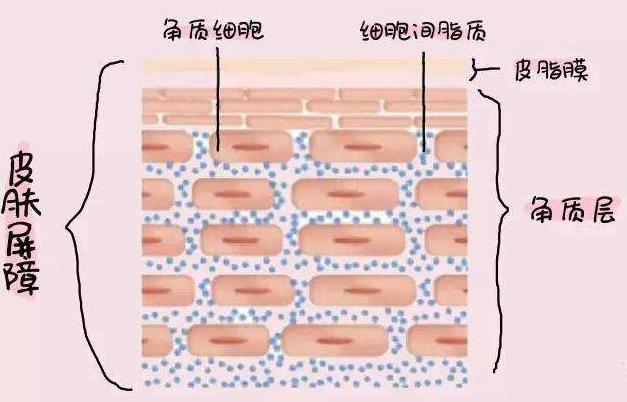 润肤神仙水,润肤乳液神仙水