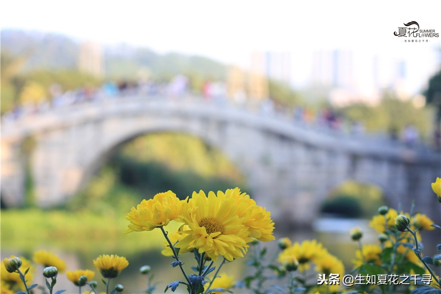 东湖公园菊花展今天还有开放吗,深圳东湖公园菊花展图片