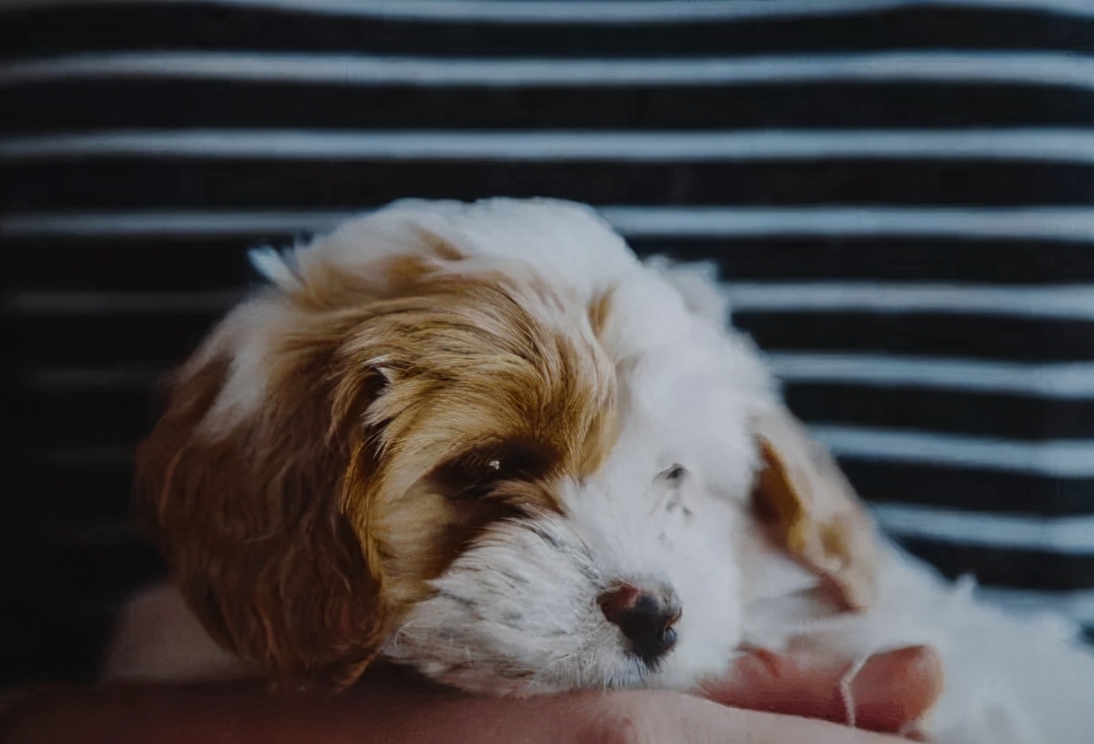 正常狗狗吃什么狗粮最好,狗狗长期吃哪种狗粮好点