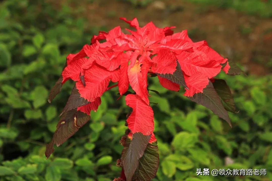 为了写文章我吃了霉苋菜梗,打算申请个工伤