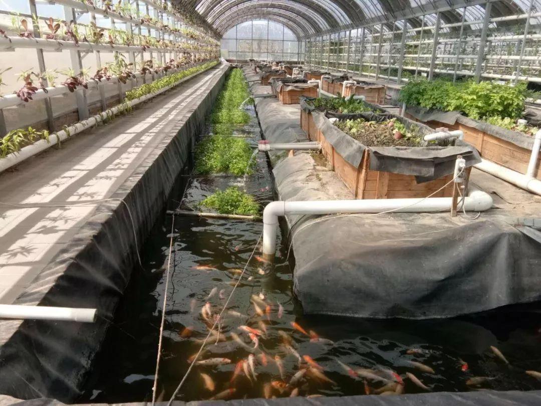 农村养鱼10个赚钱方法,农村养鱼赚钱的方法和技巧